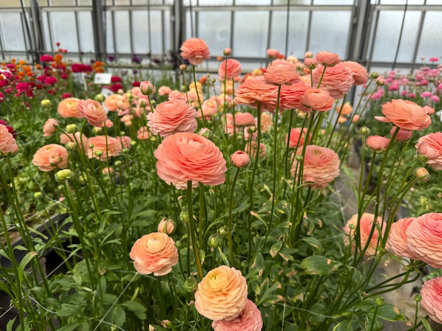 Ranunkel 'Elegance® Salmon' - Ranunkler